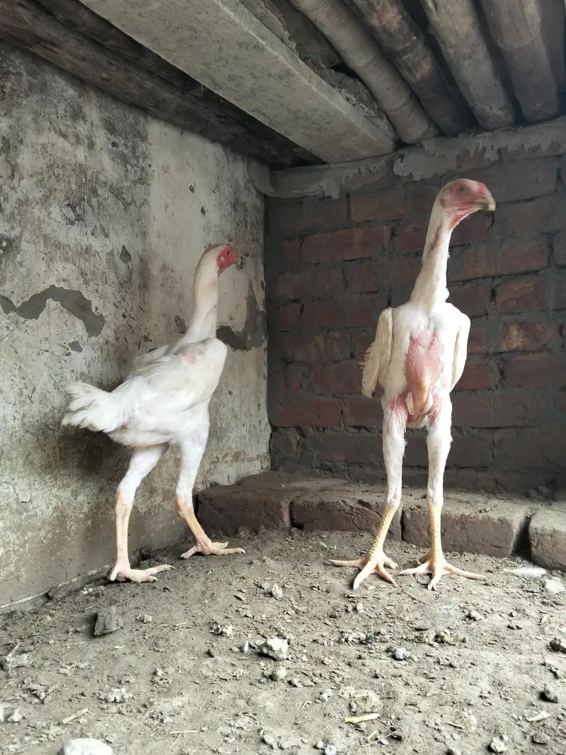 shamo pathy for sale. contact number 03044329754 — photo 4