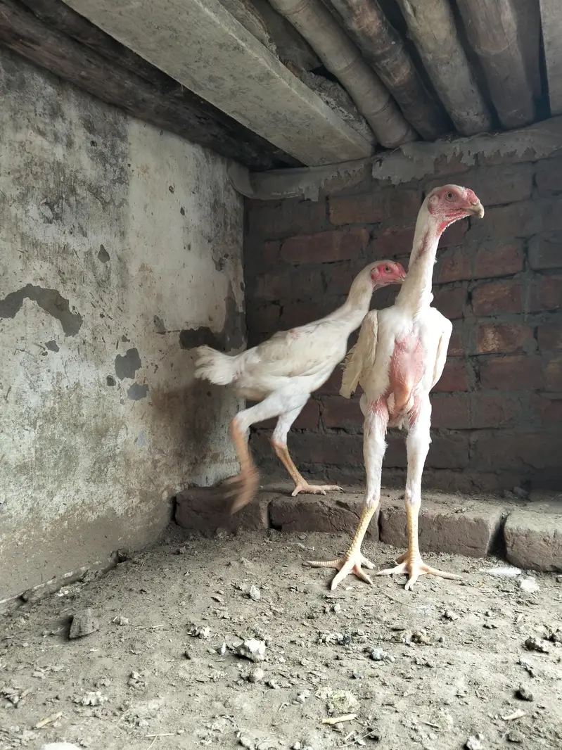 shamo pathy for sale. contact number 03044329754 — photo 5