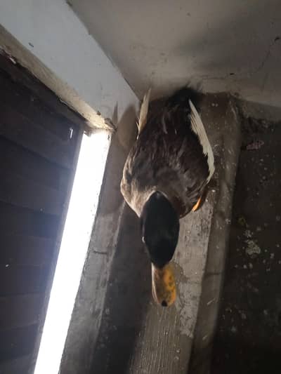 health active duck ha