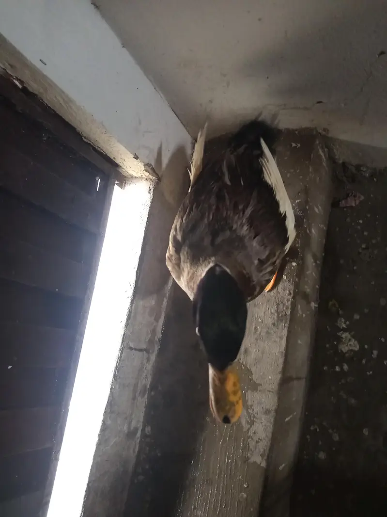 health active duck ha