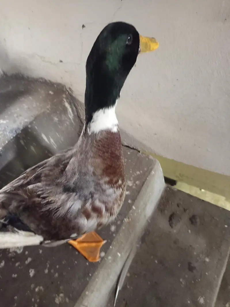 health active duck ha — photo 3
