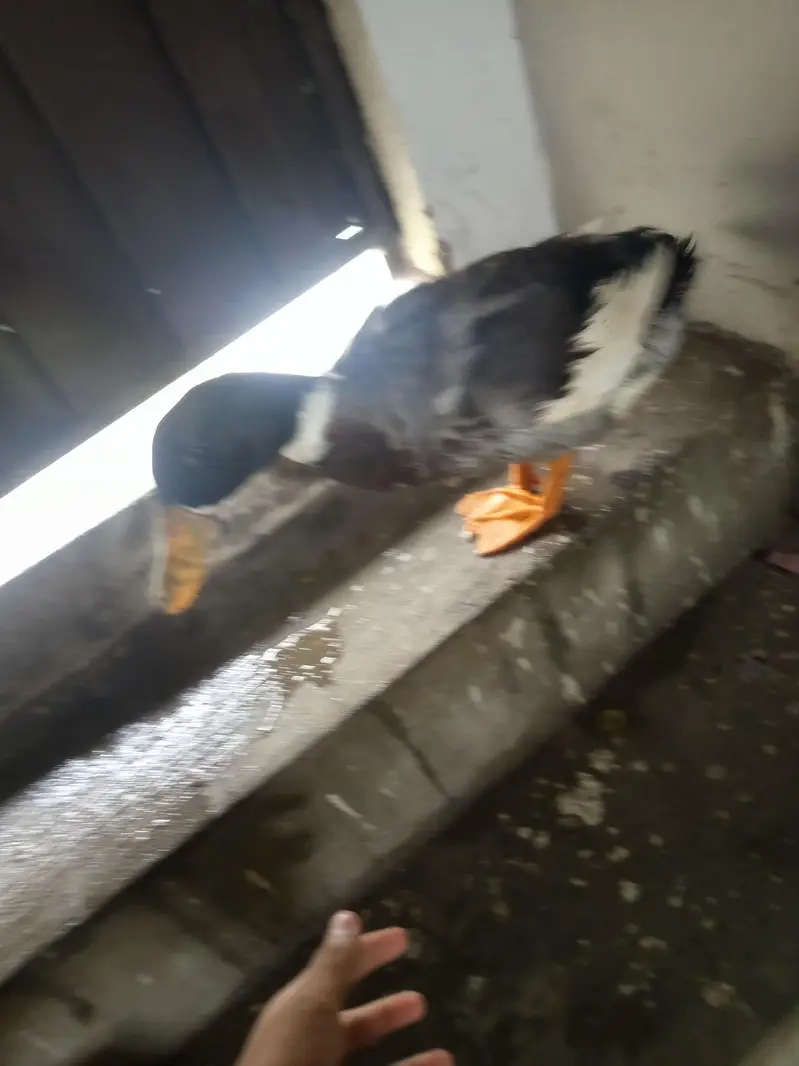 health active duck ha — photo 4