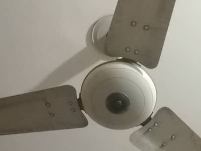 Fan Royal 56 inch