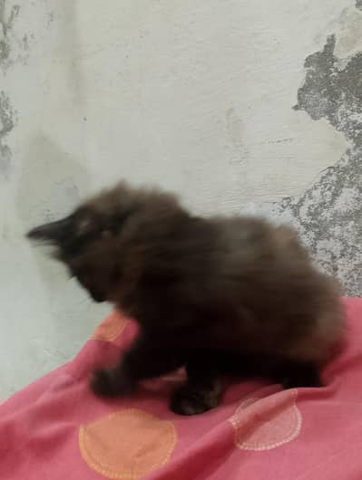 persian cat