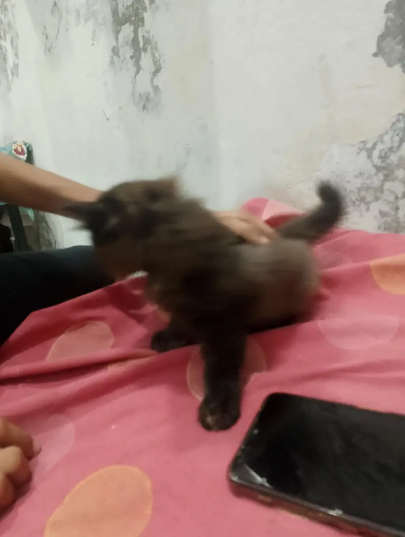 persian cat — photo 2