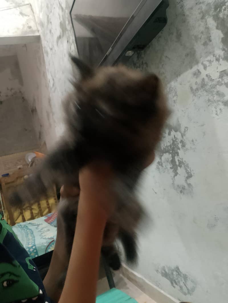 persian cat 2