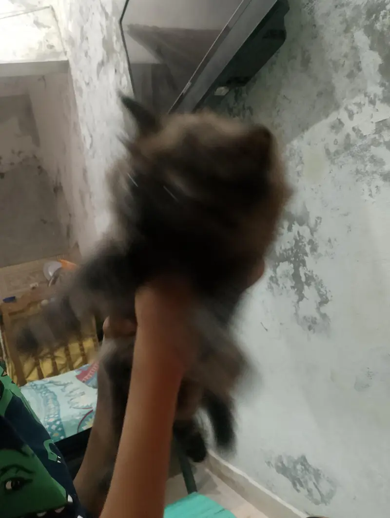 persian cat — photo 3