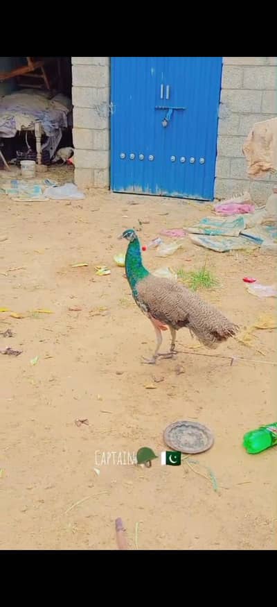 Indian blue