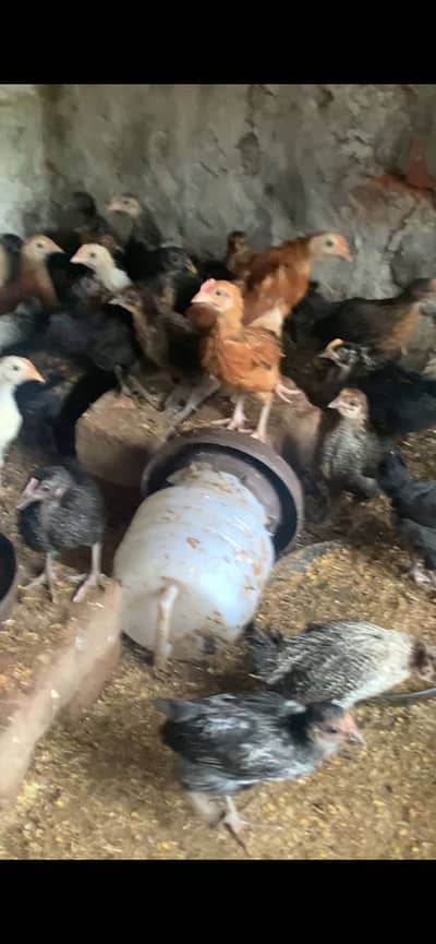 Golden misri fully vaccinated for sale