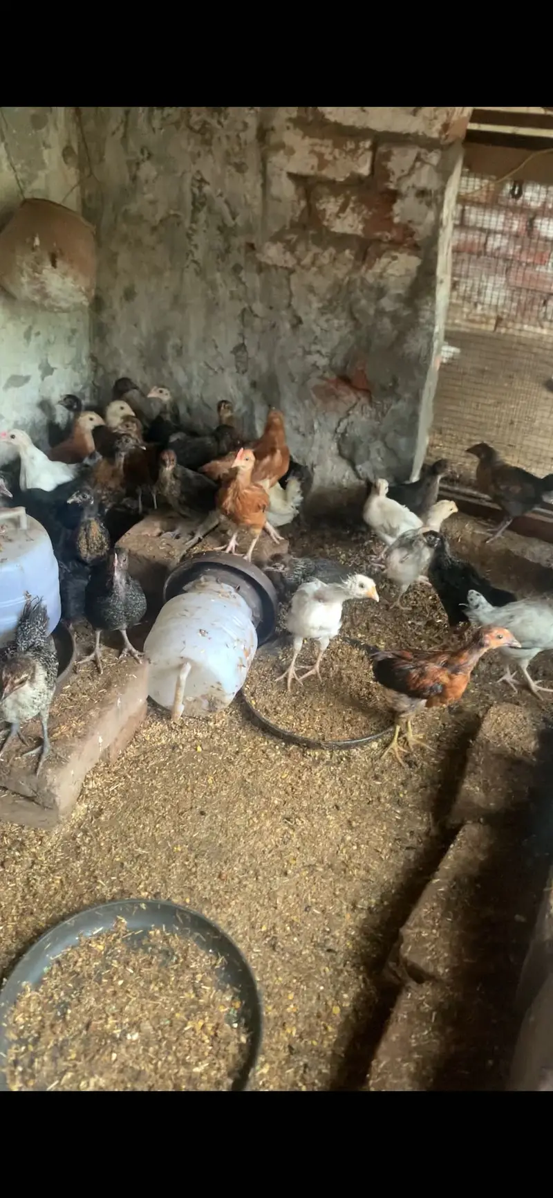 Golden misri fully vaccinated for sale — photo 2