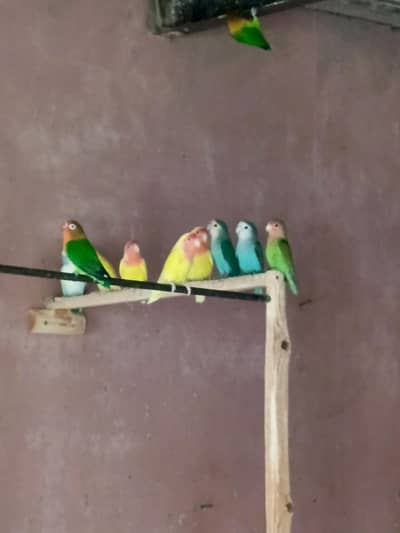 Love Birds