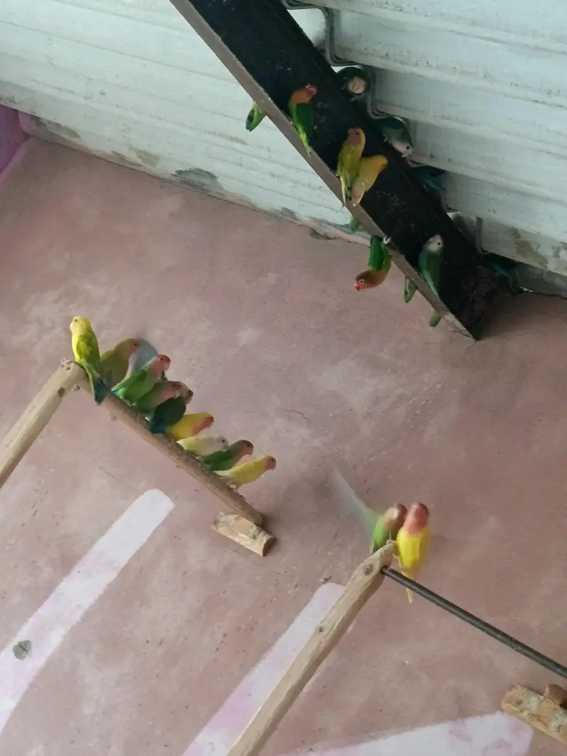 Love Birds — photo 2
