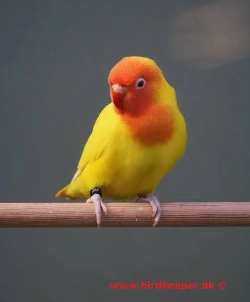 Love Birds — photo 3