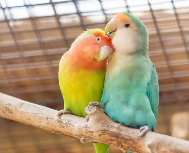 Love Birds — photo 4