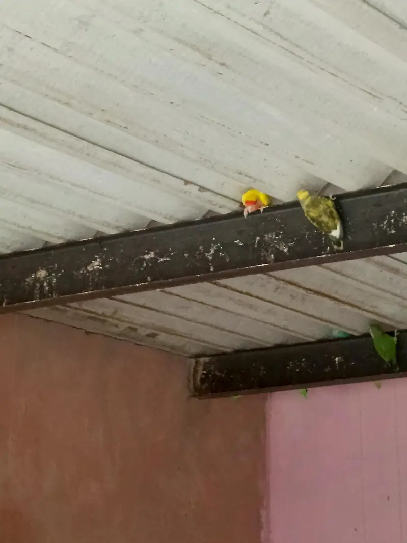 Love Birds — photo 8