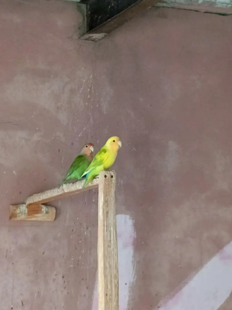 Love Birds — photo 9
