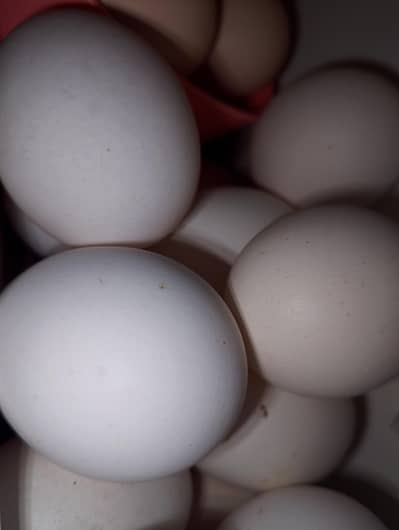 6 desi fertile  and  aseel cross fertile eggs available