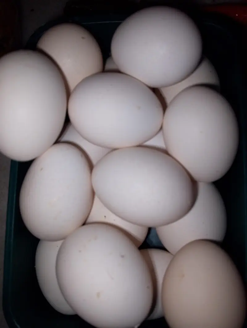 6 desi fertile  and  aseel cross fertile eggs available — photo 2