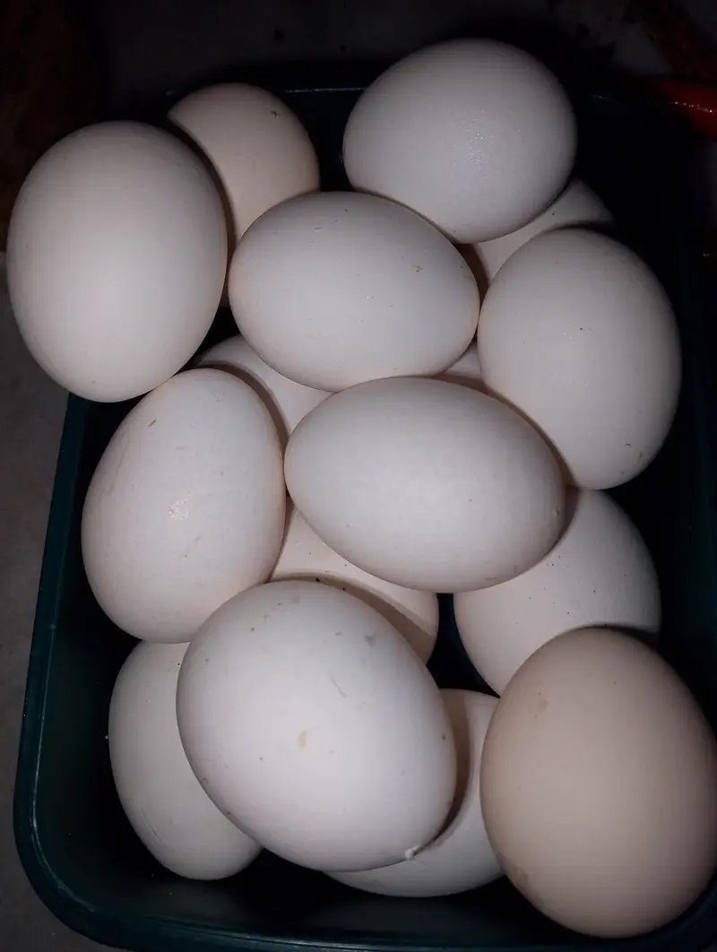 6 desi fertile  and  aseel cross fertile eggs available — photo 3