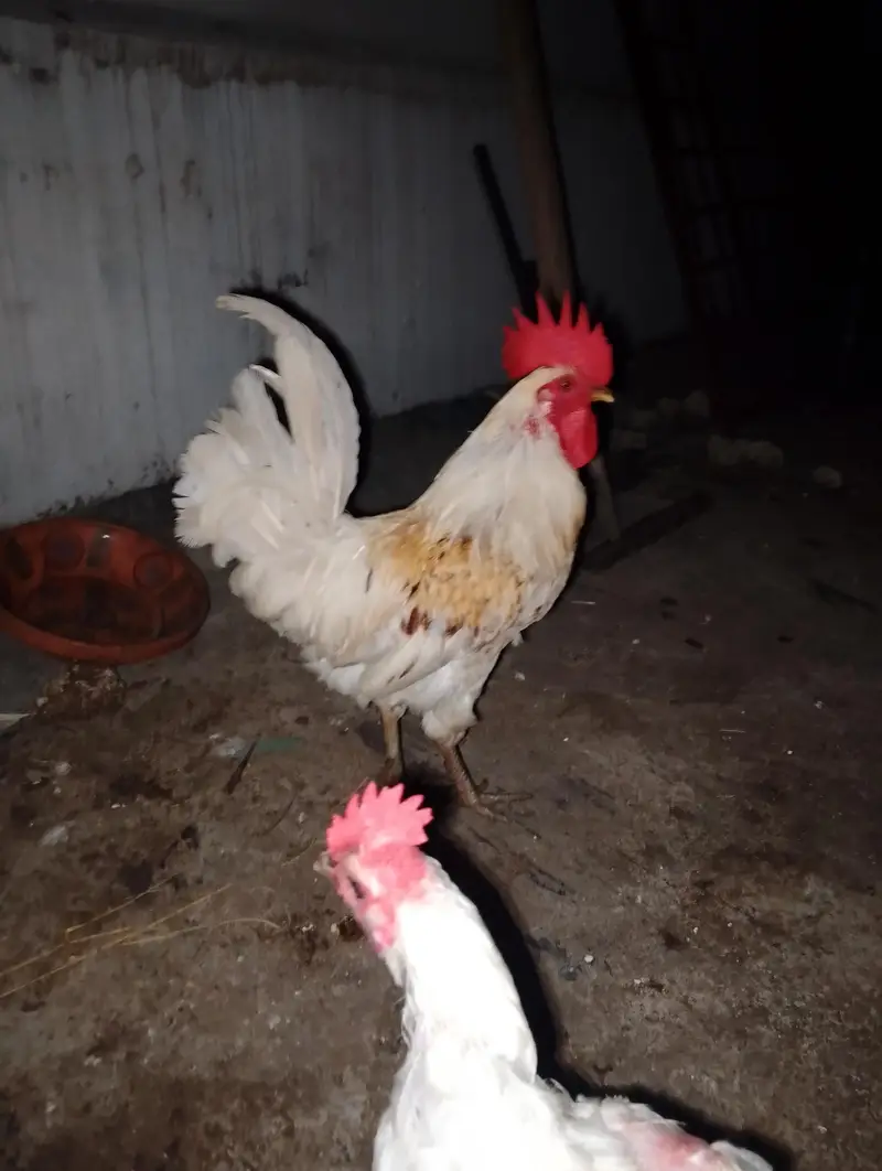 6 desi fertile  and  aseel cross fertile eggs available — photo 4