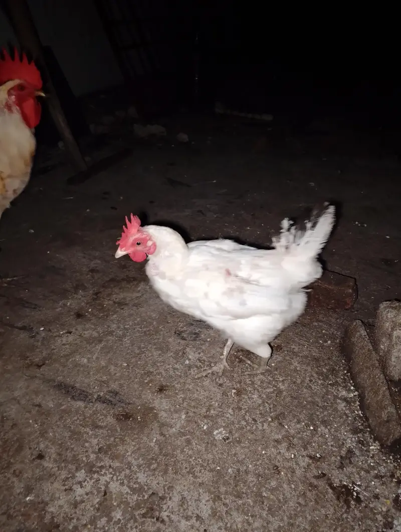 6 desi fertile  and  aseel cross fertile eggs available — photo 5