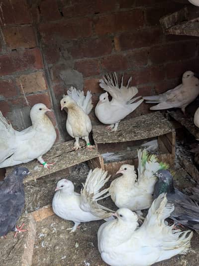birds
