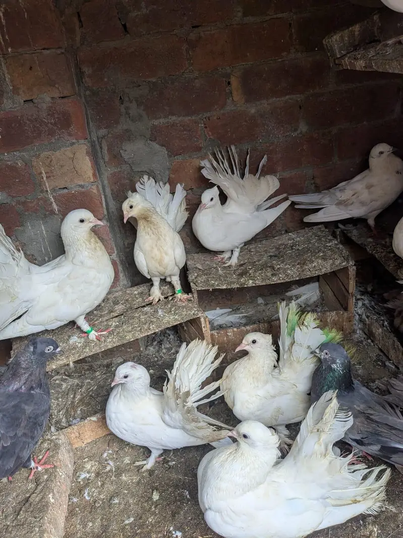 birds