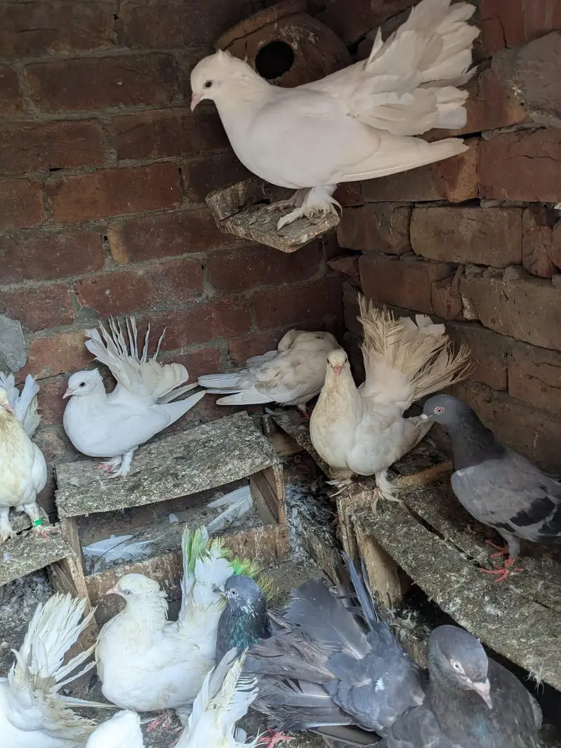 birds — photo 4