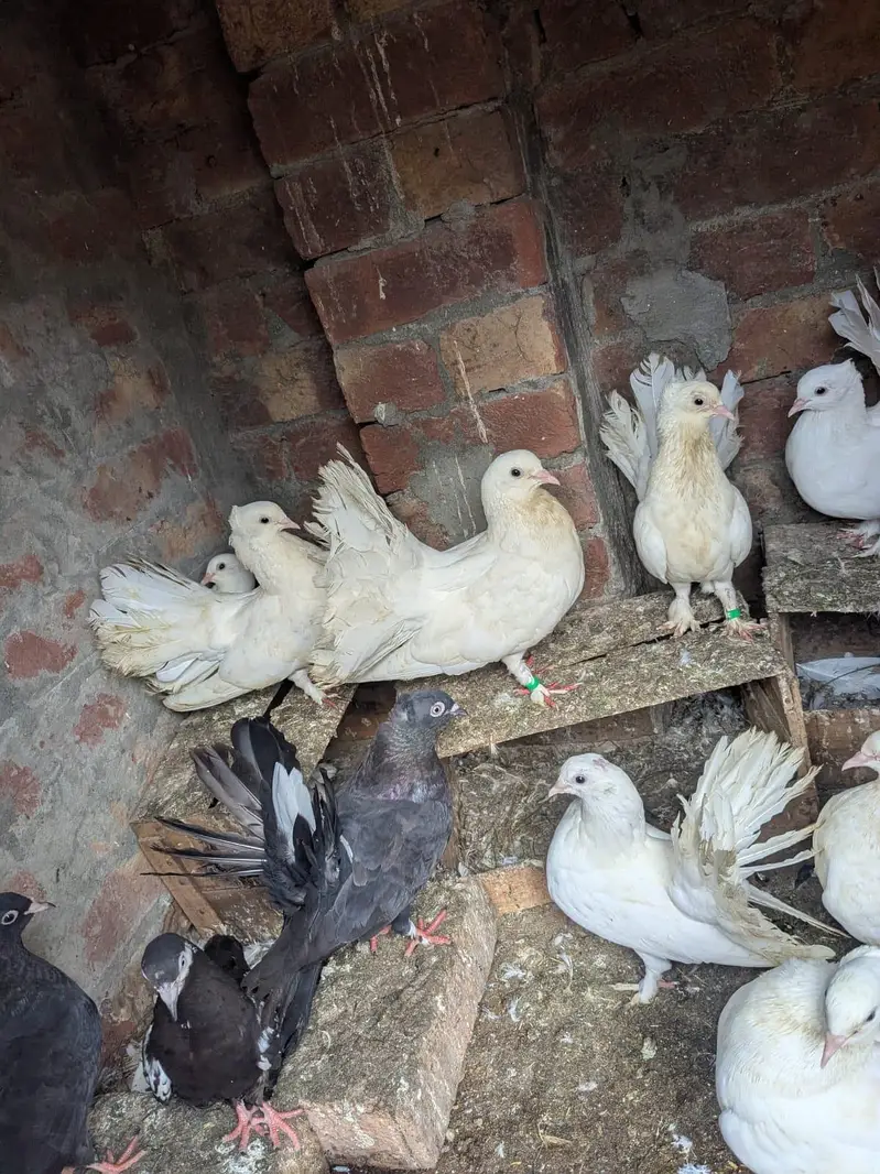 birds — photo 5