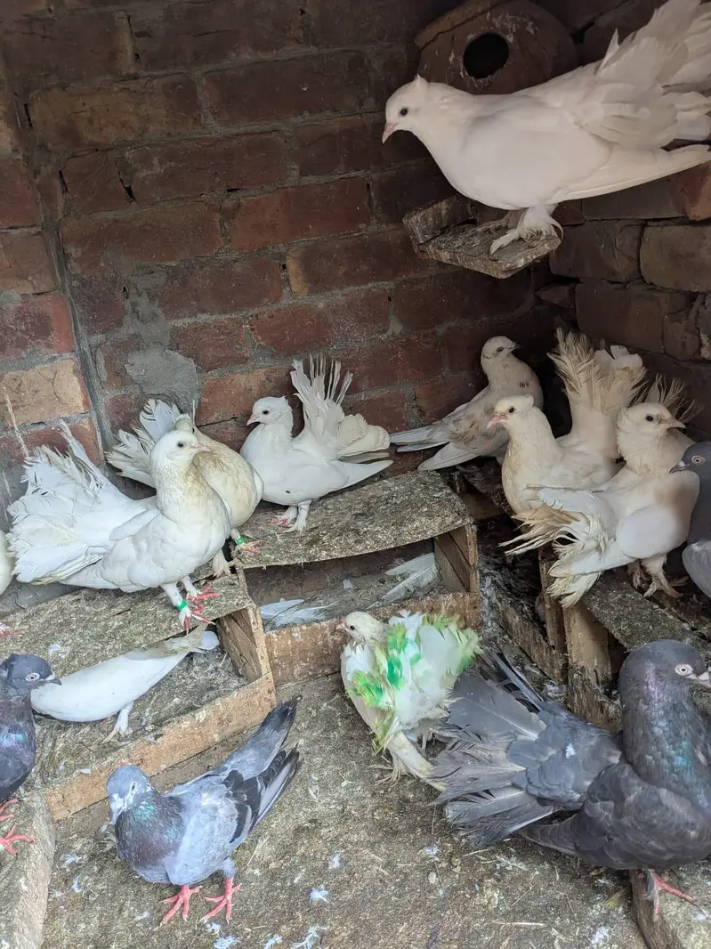 birds — photo 7