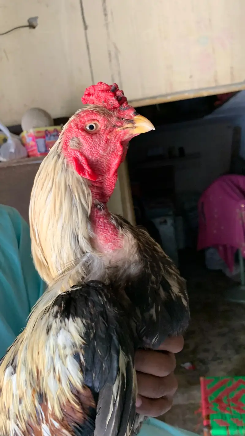 arjunt sale — photo 2