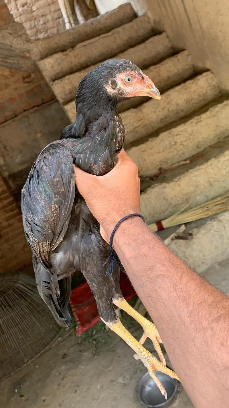 arjunt sale — photo 3