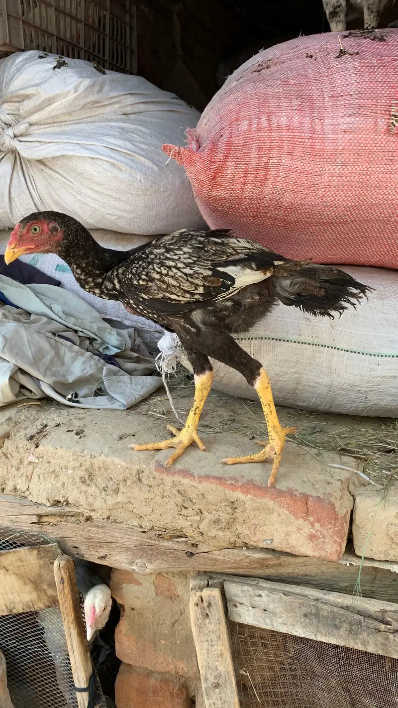 arjunt sale — photo 5