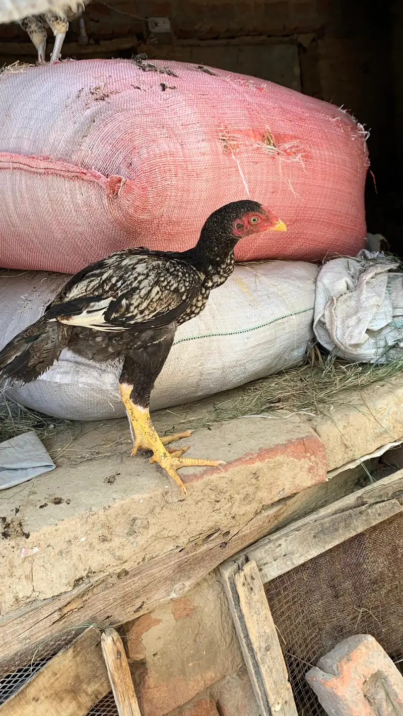 arjunt sale — photo 6