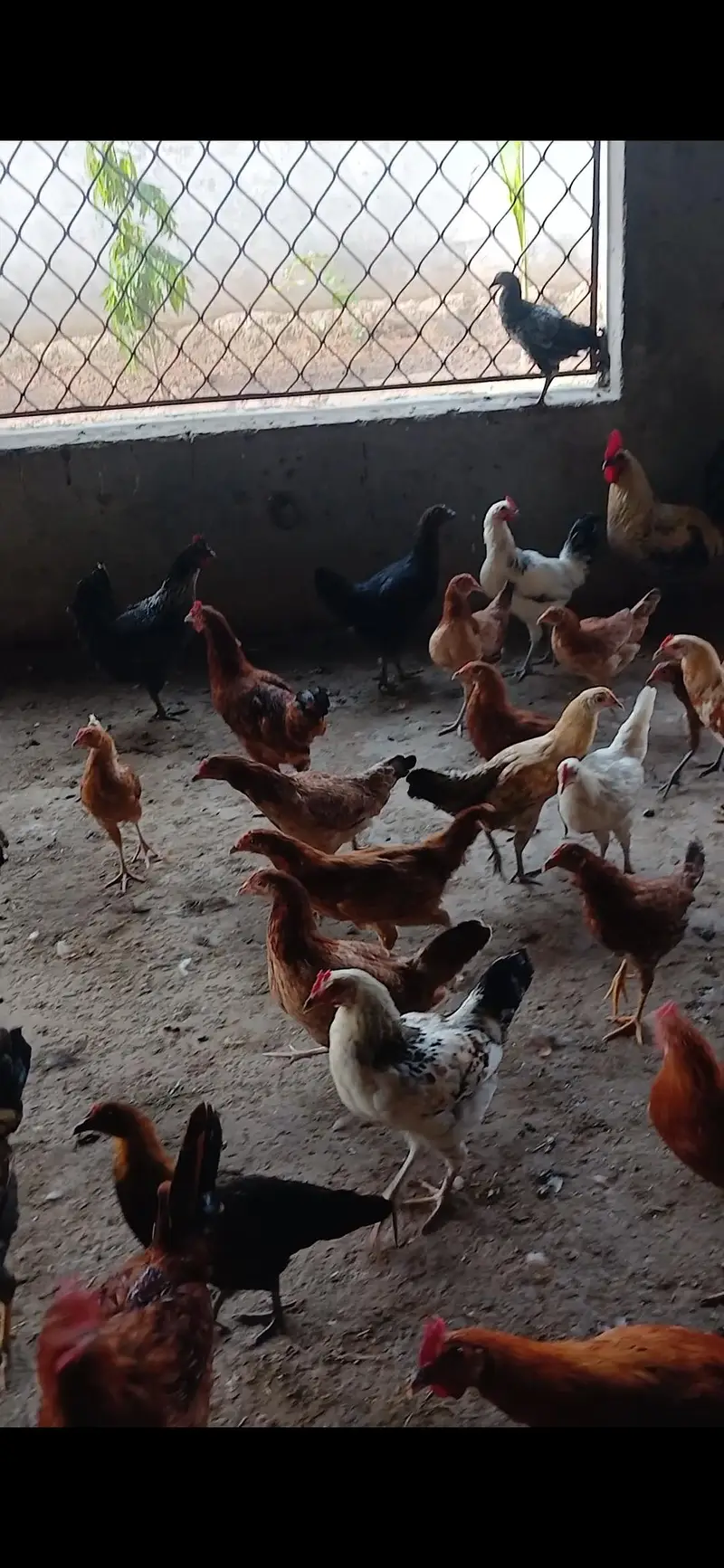 Hens saler — photo 2