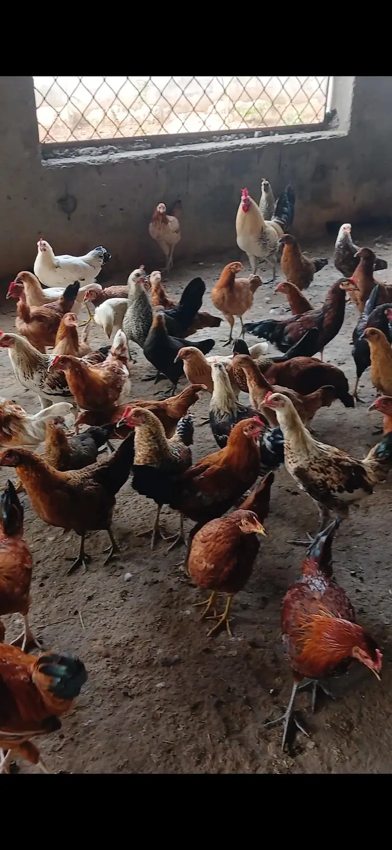 Hens saler — photo 3