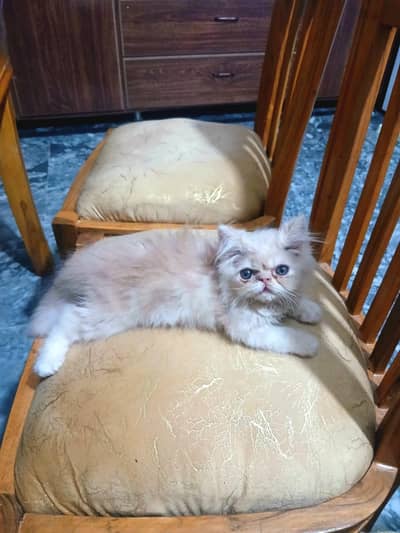 pure breed piki face kitten