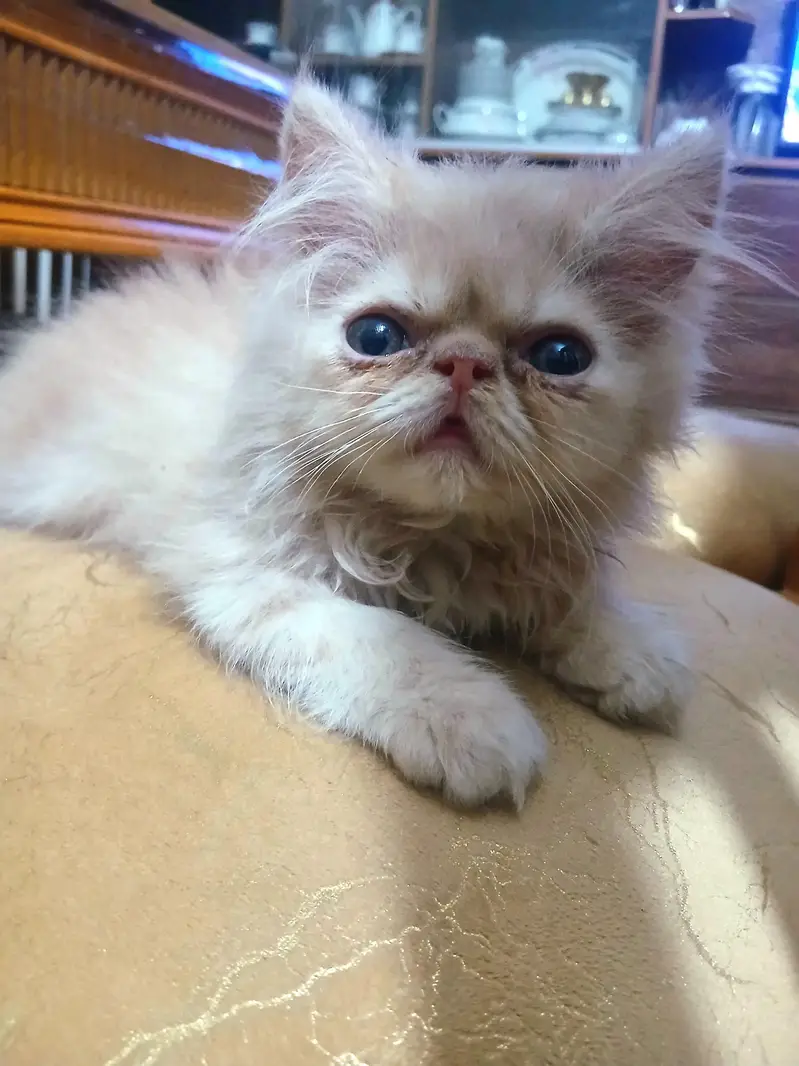 pure breed piki face kitten — photo 2