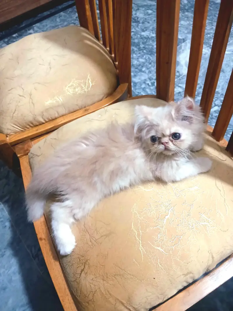 pure breed piki face kitten — photo 3