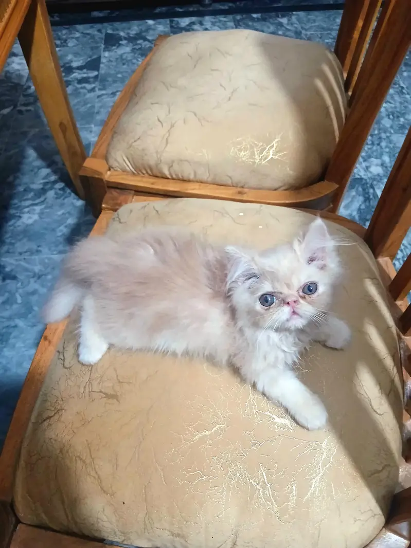 pure breed piki face kitten — photo 4