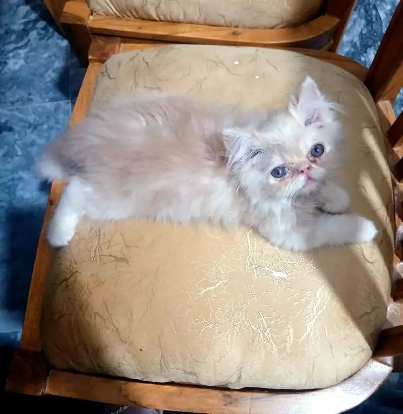 pure breed piki face kitten — photo 5