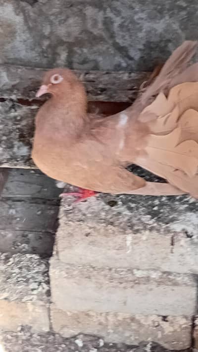 yellow laki female