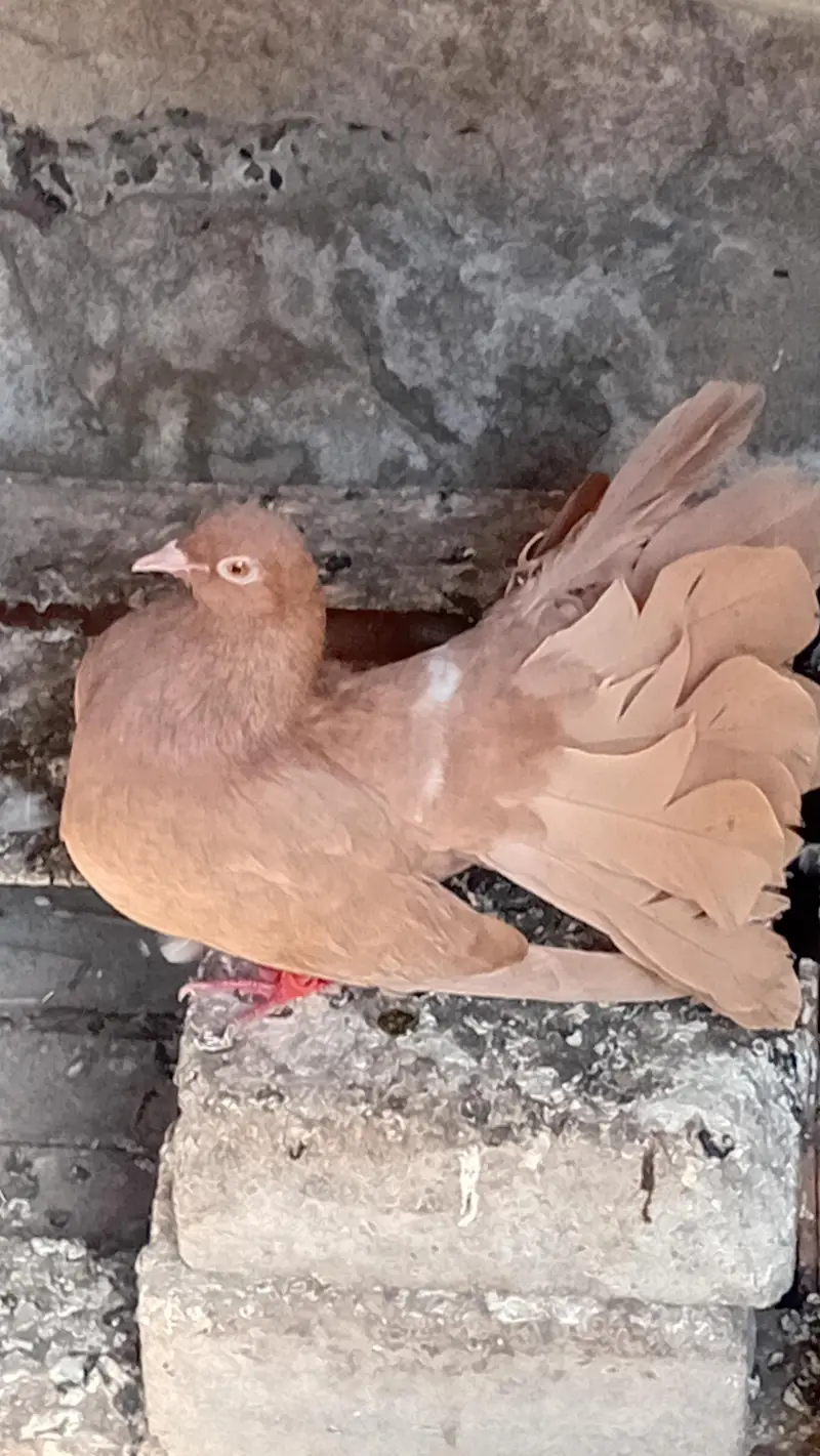 yellow laki female — photo 2