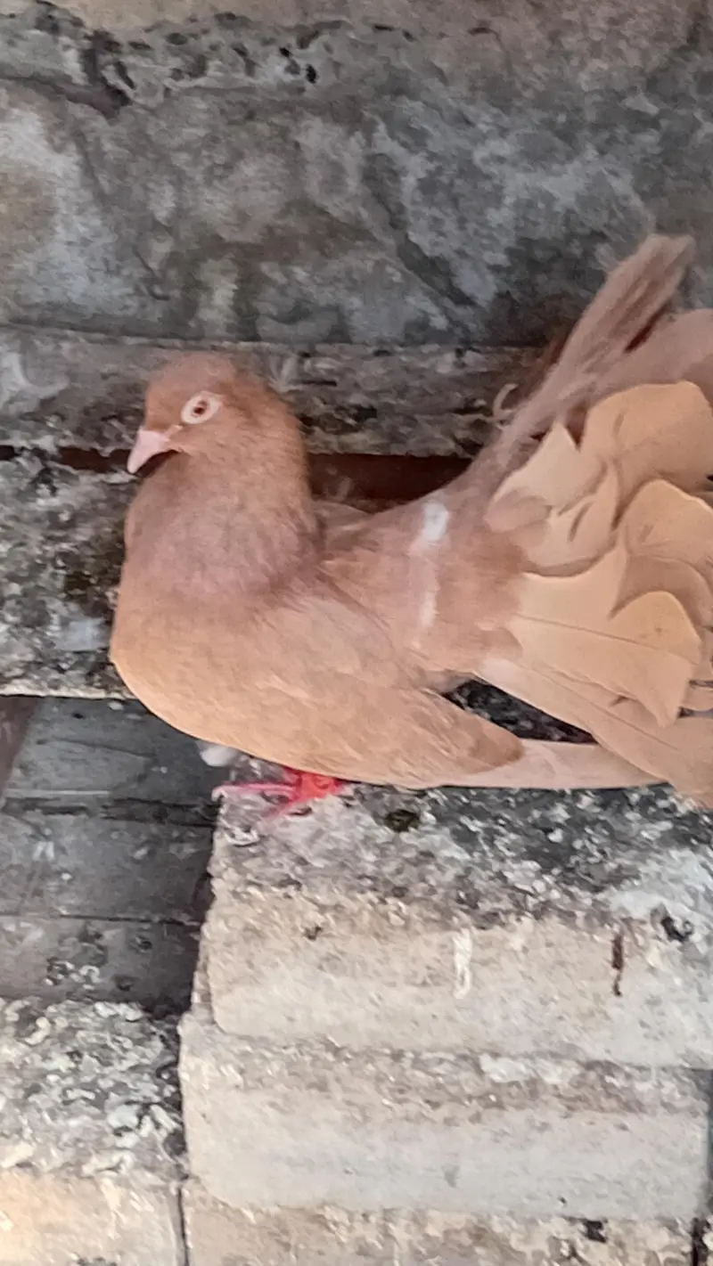yellow laki female — photo 3