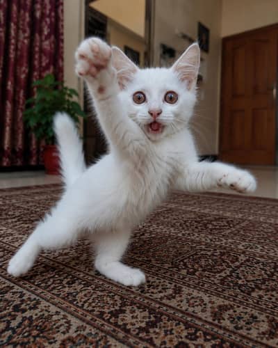3 Months old Beautiful White Male Kitten