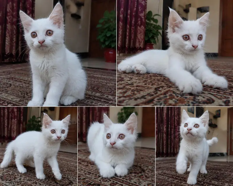 3 Months old Beautiful White Male Kitten — photo 2