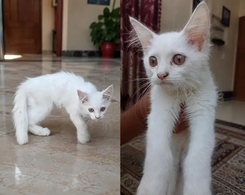 3 Months old Beautiful White Male Kitten — photo 3