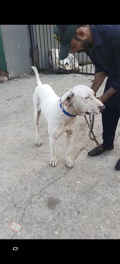 Dog for sale