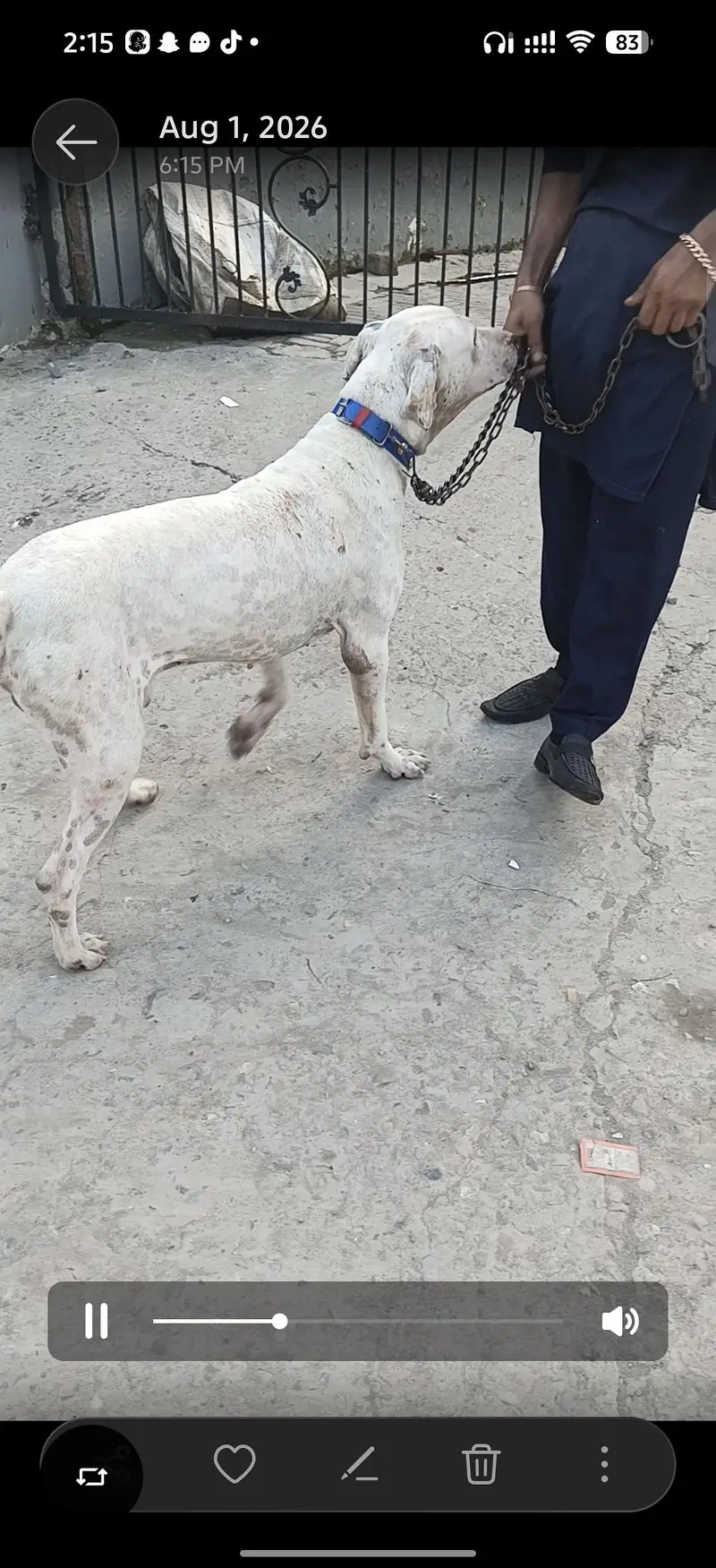 Dog for sale — photo 2