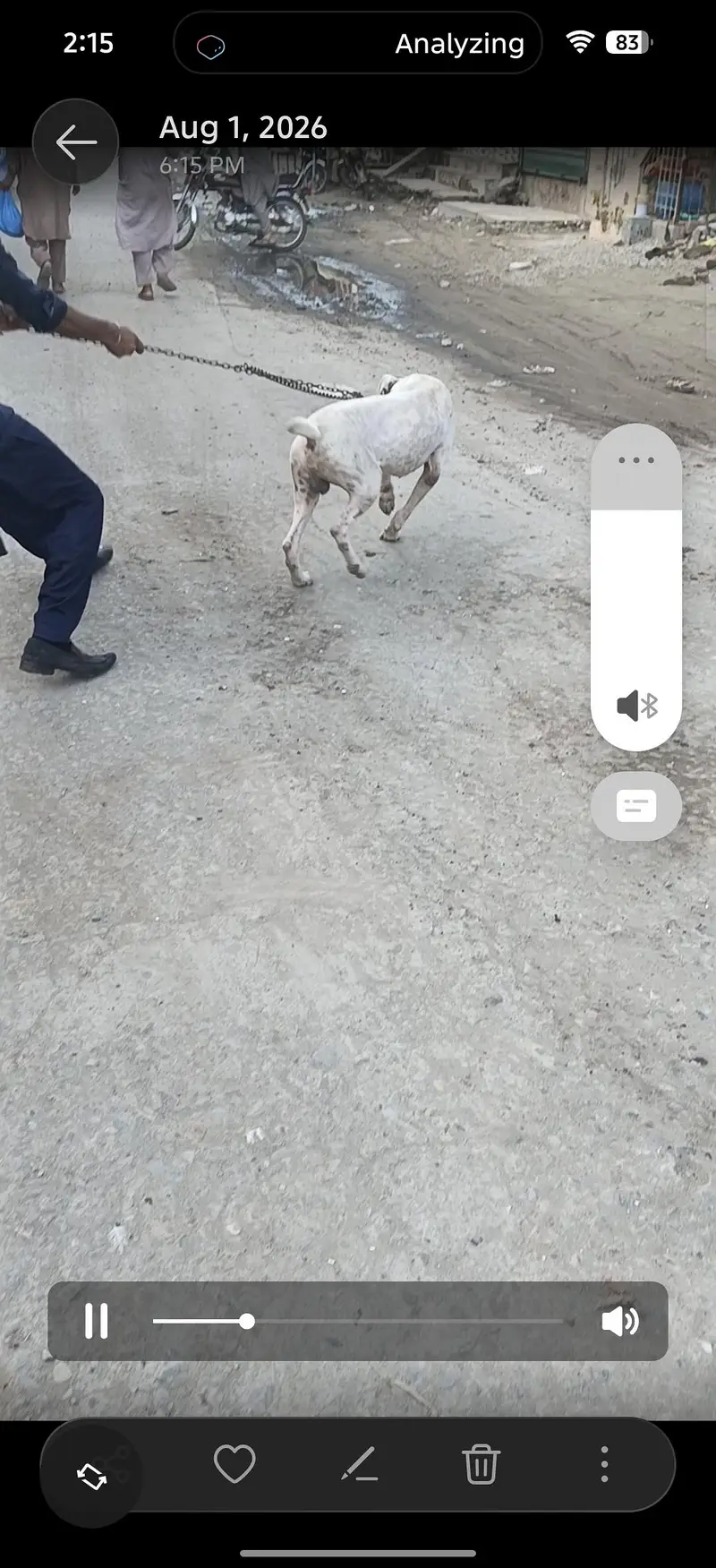 Dog for sale — photo 3